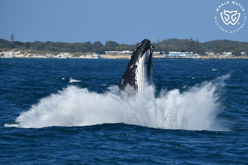 Whale Watch Western Australia