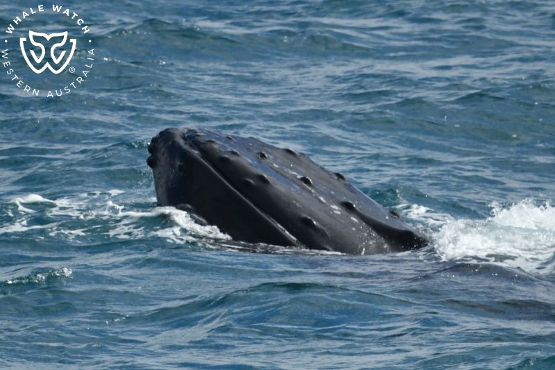 Whale Watch Western Australia
