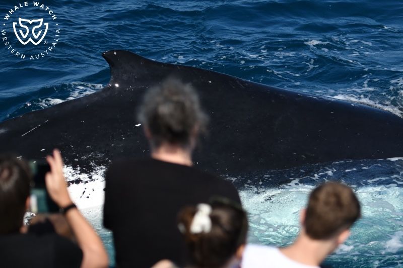 Whale Watch Western Australia