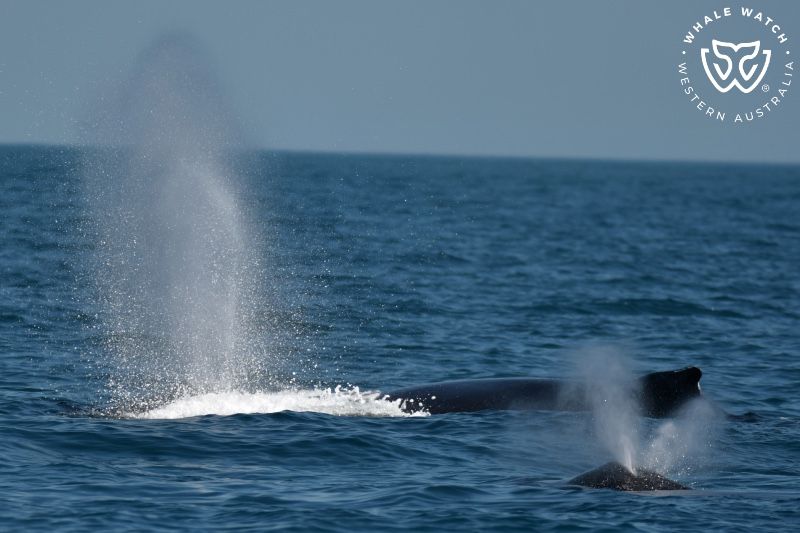 Whale Watch Western Australia