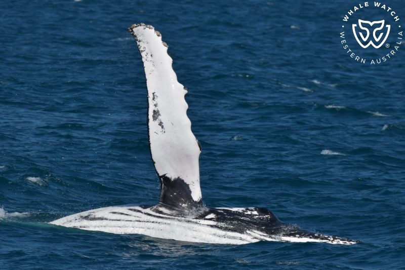 Whale Watch Western Australia