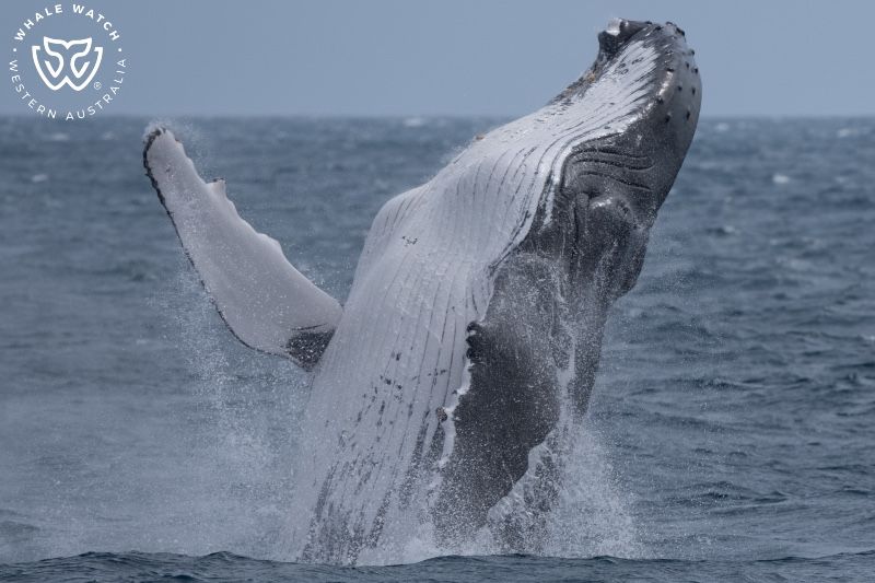 Whale Watch Western Australia
