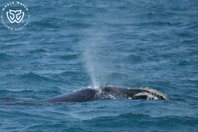 Whale Watch Western Australia