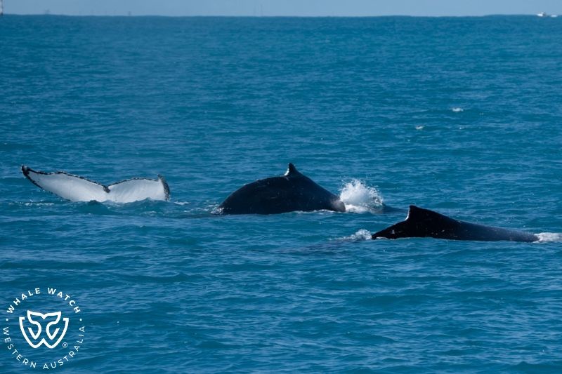 Whale Watch Western Australia