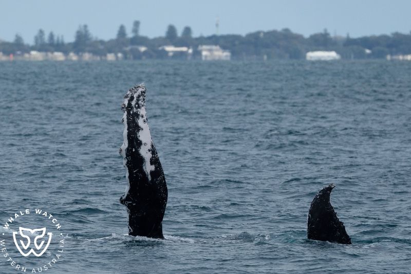 Whale Watch Western Australia