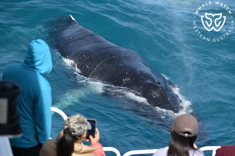 Whale Watch Western Australia