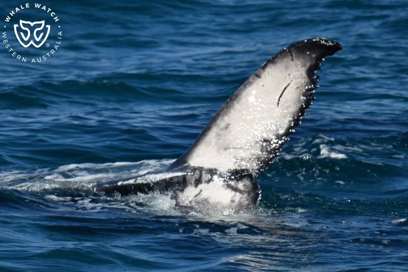Whale Watch Western Australia