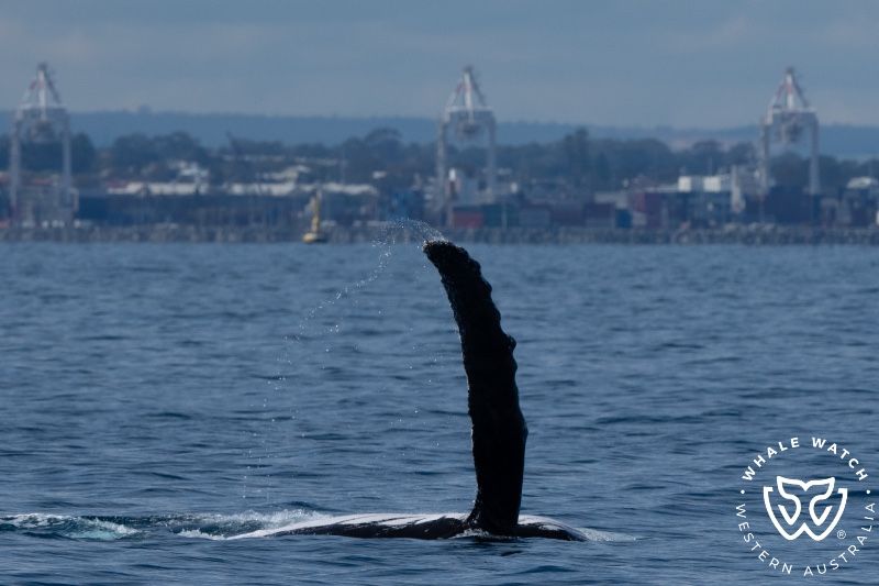 Whale Watch Western Australia