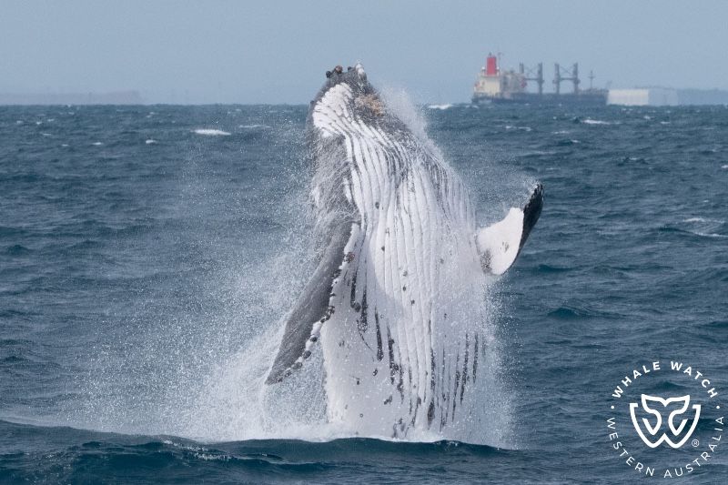 Whale Watch Western Australia