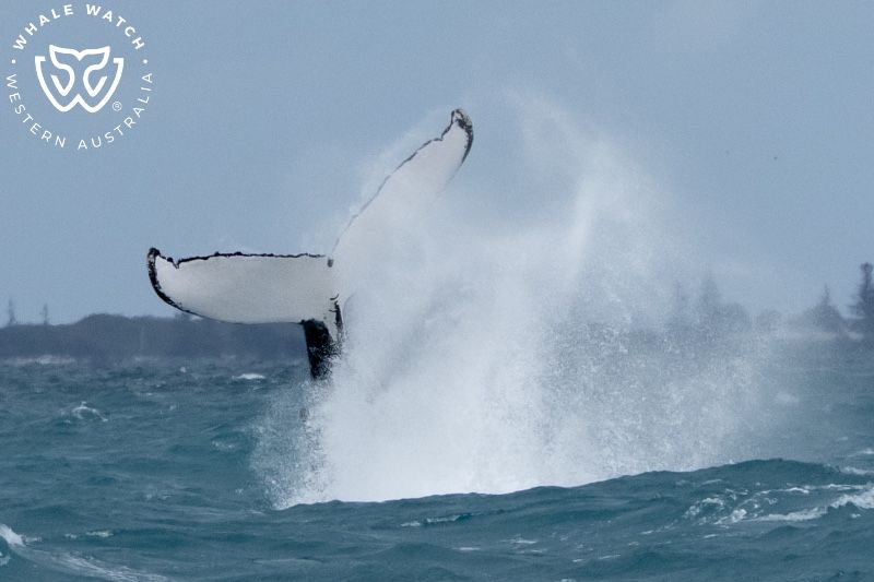 Whale Watch Western Australia