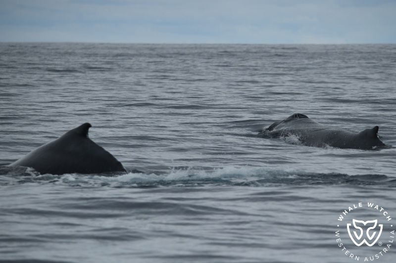 Whale Watch Western Australia