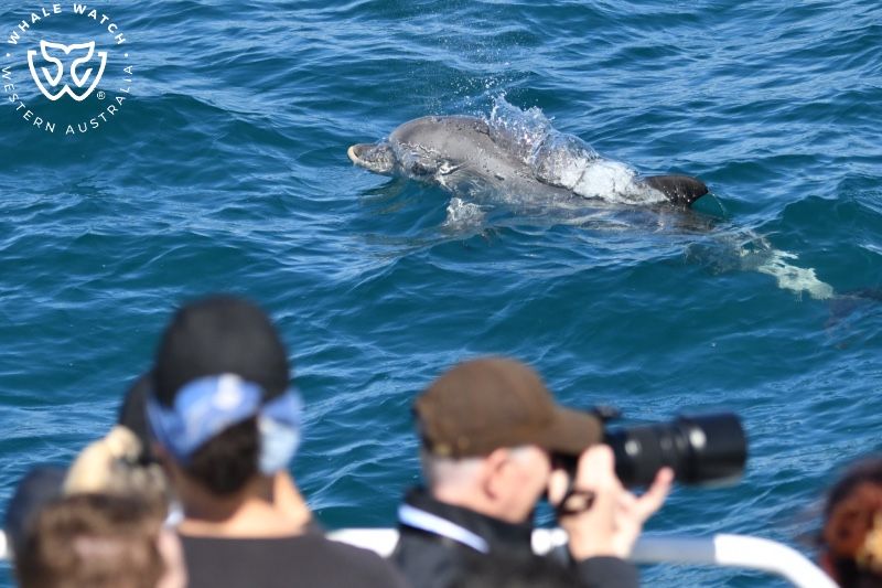 Whale Watch Western Australia