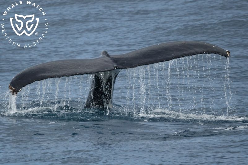 Whale Watch Western Australia