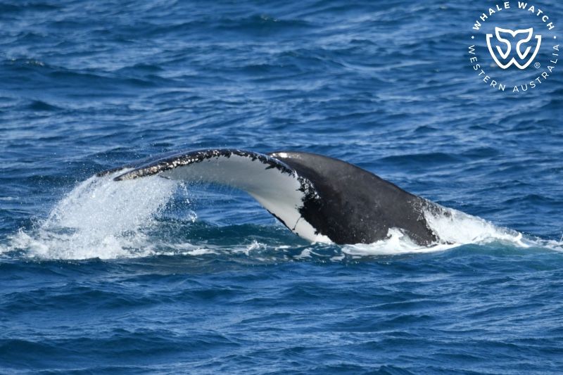 Whale Watch Western Australia