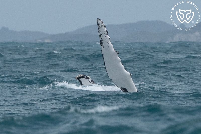 Whale Watch Western Australia