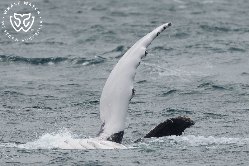 Whale Watch Western Australia