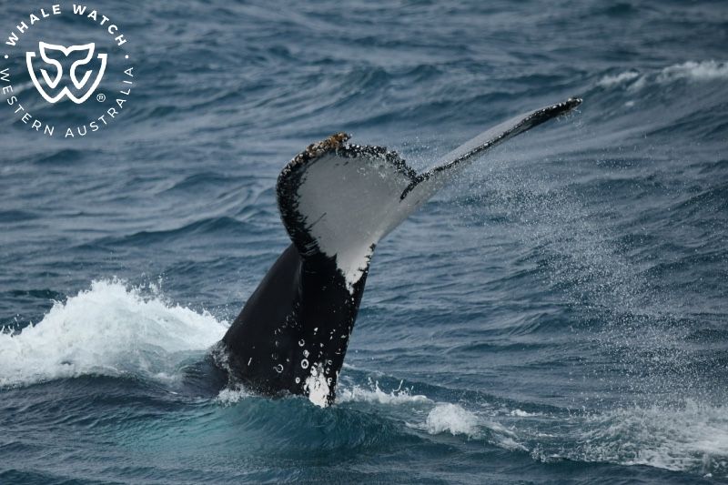 Whale Watch Western Australia