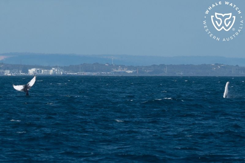 Whale Watch Western Australia