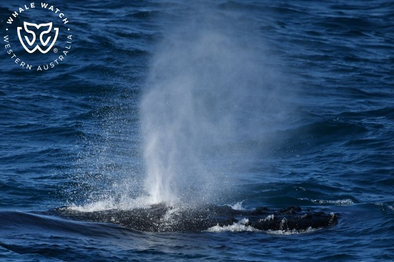 Whale Watch Western Australia