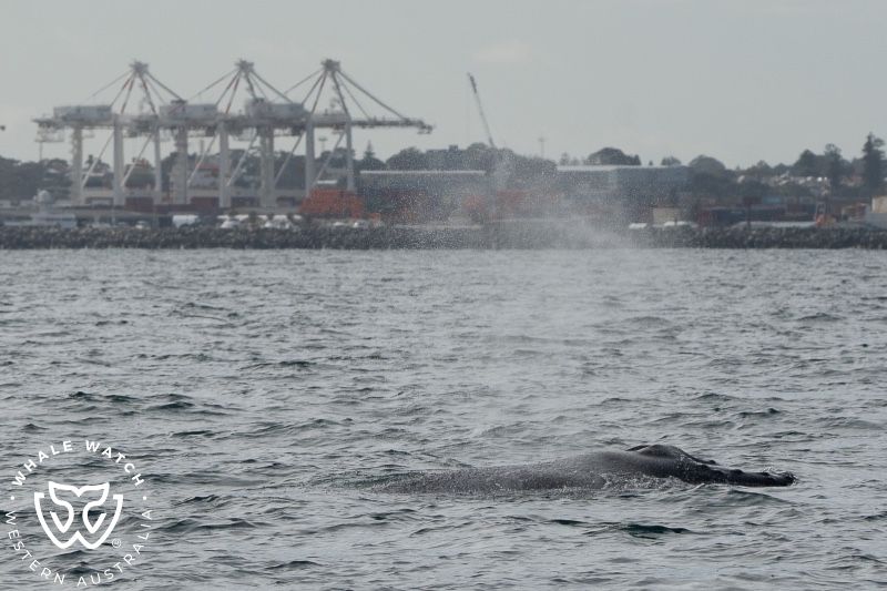 Whale Watch Western Australia