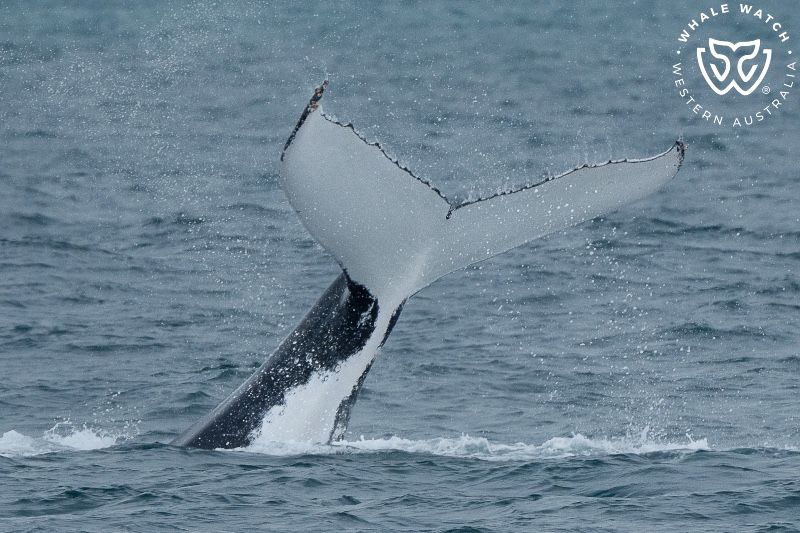 Whale Watch Western Australia