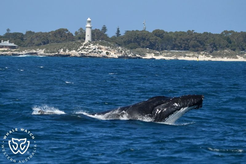 Whale Watch Western Australia