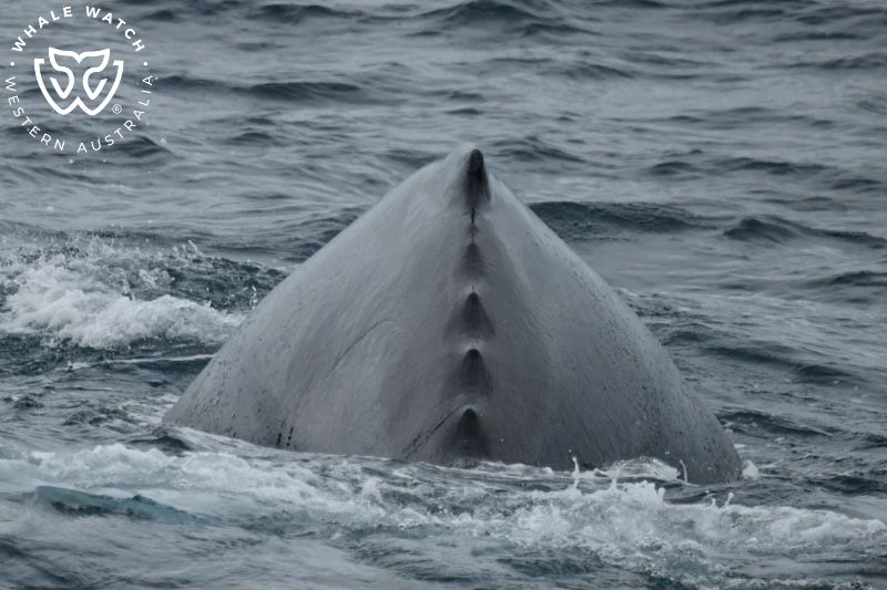 Whale Watch Western Australia