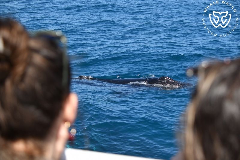 Whale Watch Western Australia