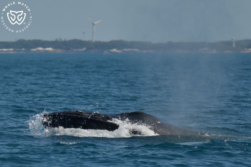 Whale Watch Western Australia