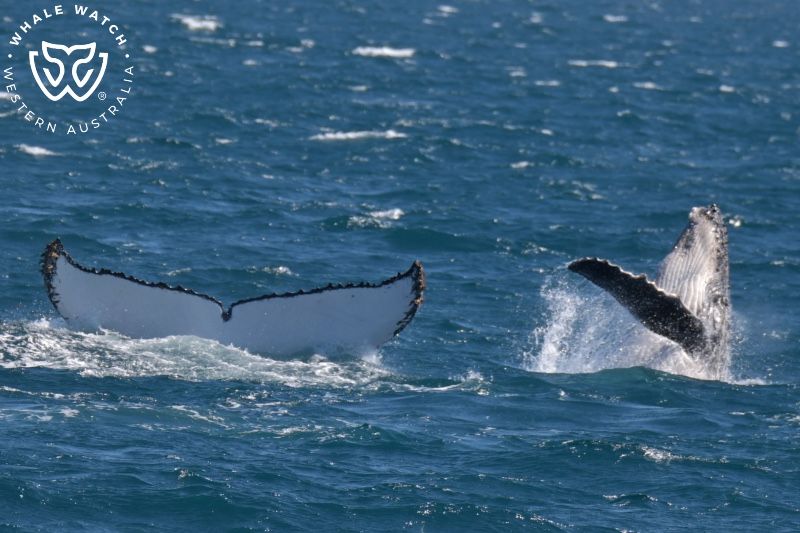 Whale Watch Western Australia