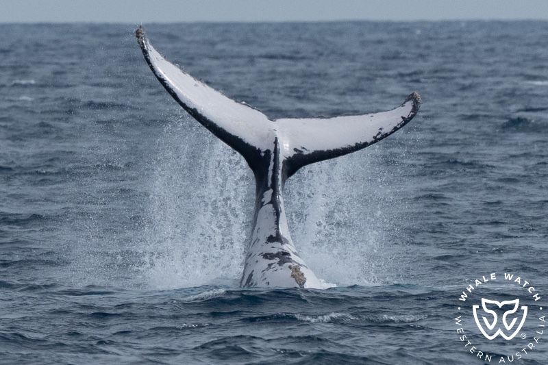 Whale Watch Western Australia