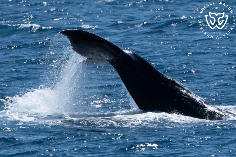 Whale Watch Western Australia
