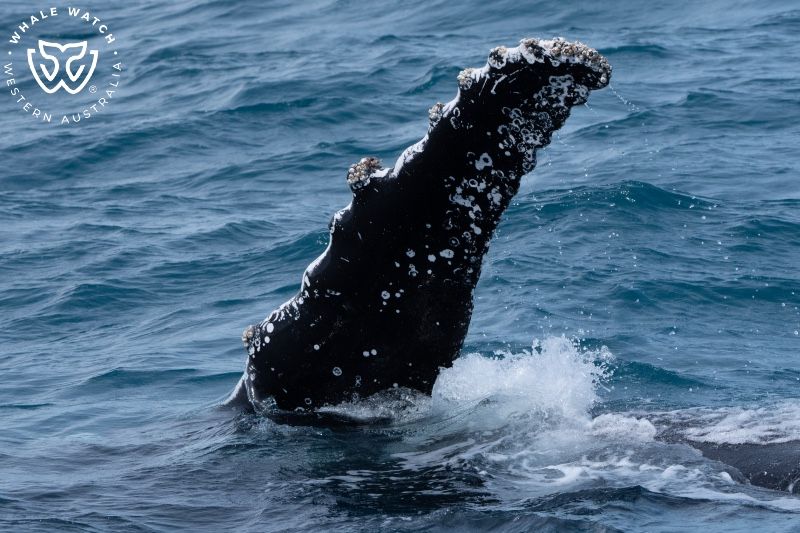 Whale Watch Western Australia