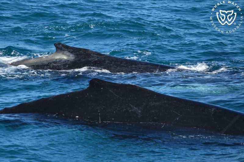 Whale Watch Western Australia