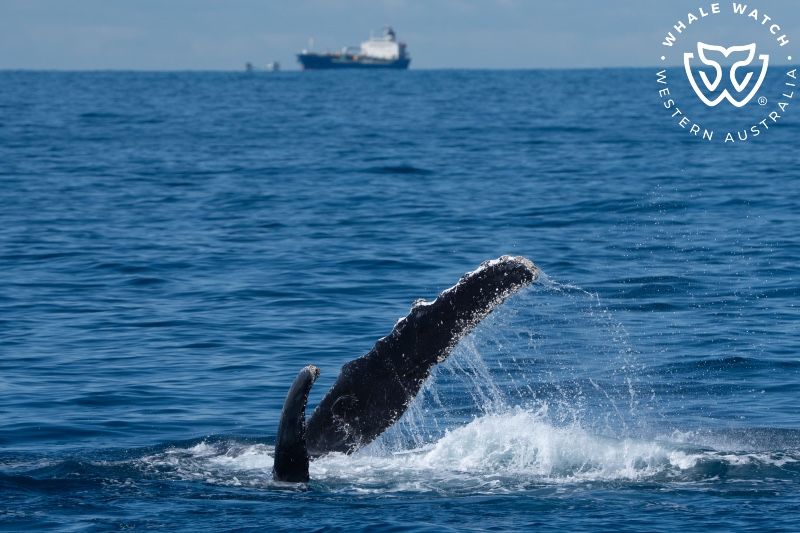 Whale Watch Western Australia