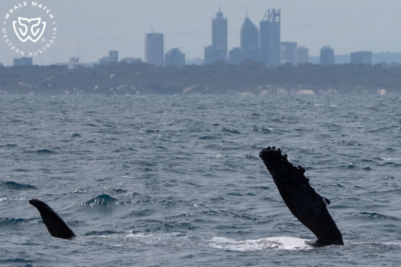 Whale Watch Western Australia