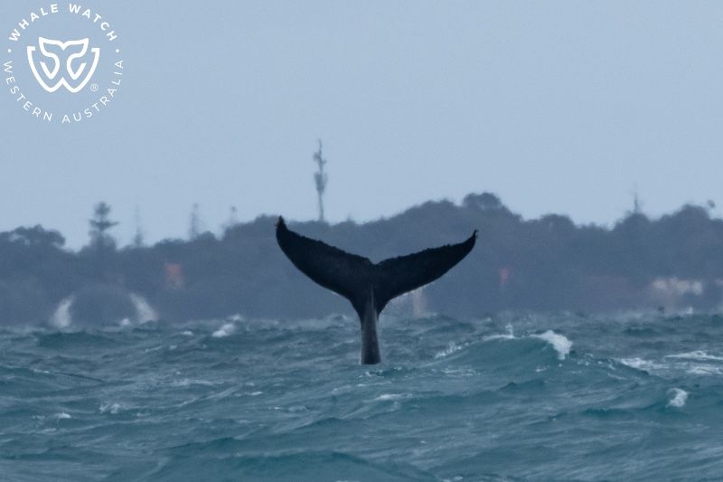 Whale Watch Western Australia