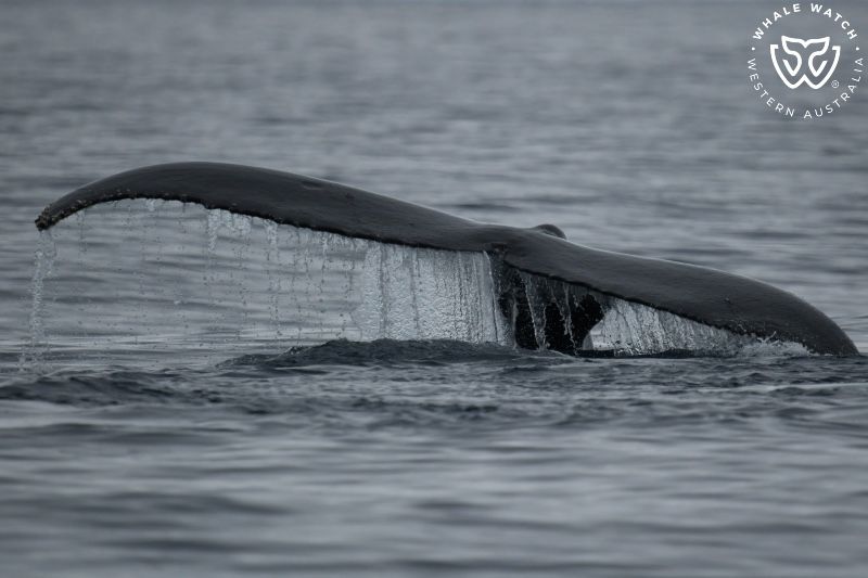 Whale Watch Western Australia
