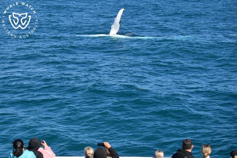 Whale Watch Western Australia