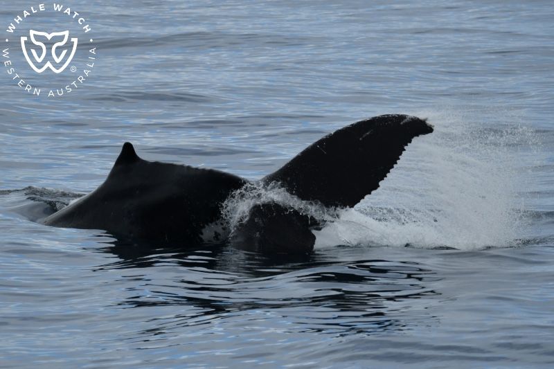 Whale Watch Western Australia