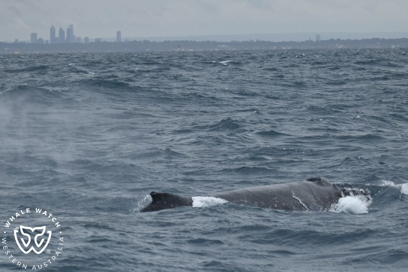 Whale Watch Western Australia