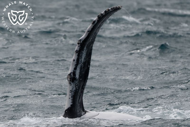 Whale Watch Western Australia