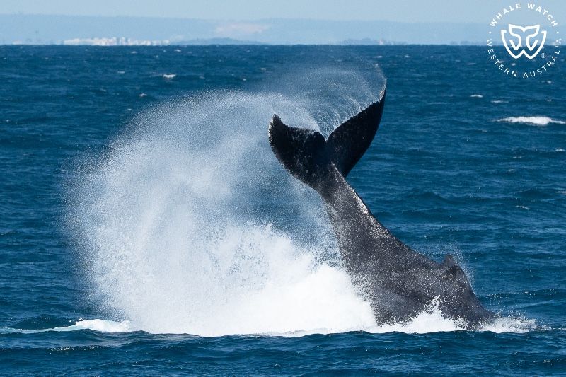 Whale Watch Western Australia