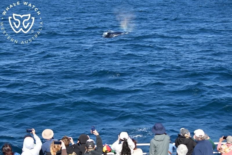 Whale Watch Western Australia