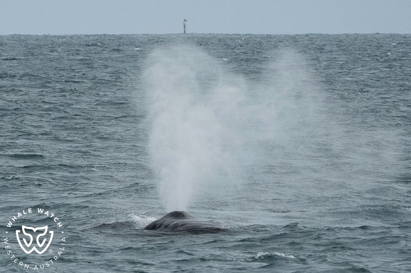 Whale Watch Western Australia