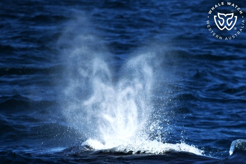 Whale Watch Western Australia
