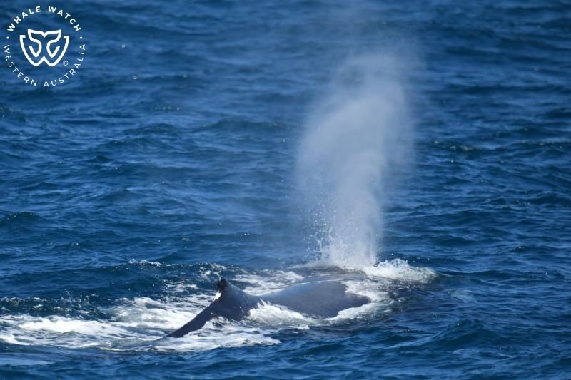 Whale Watch Western Australia