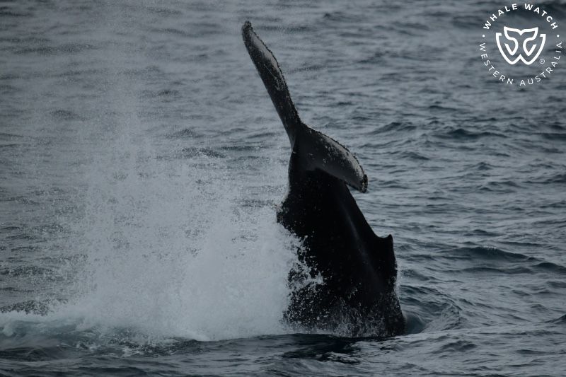 Whale Watch Western Australia