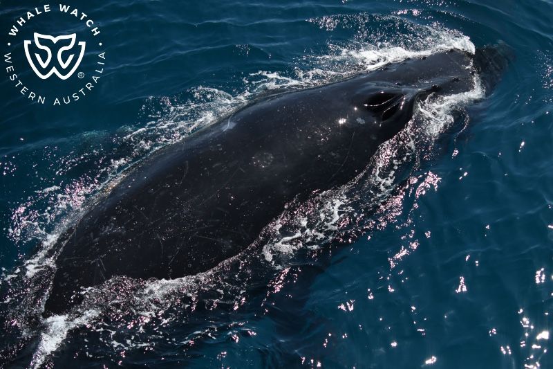 Whale Watch Western Australia