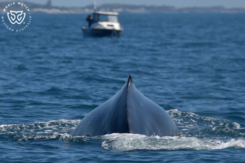 Whale Watch Western Australia